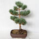 Outdoor bonsai - Pinus sylvestris Watereri - Scots pine VB2019-26848 - 2/4