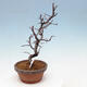 Outdoor bonsai - Chaneomeles chinensis - Chinese Quince - 2/4