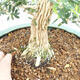 Room Bonsai - Buxus harlandii - Cork boxwood - 2/5