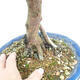 Indoor bonsai - Syzygium - Allspice - 2/3