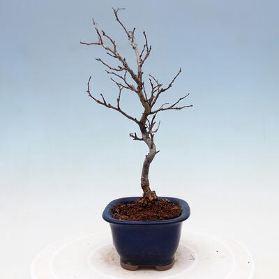 Outdoor bonsai - Photinia villosa - Photinia villosa - 2
