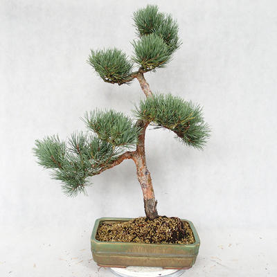 Outdoor bonsai - Pinus sylvestris Watereri - Scots pine VB2019-26877 - 2