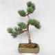 Outdoor bonsai - Pinus sylvestris Watereri - Scots pine VB2019-26877 - 2/4