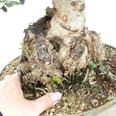 Indoor bonsai - Olea europaea sylvestris -Oliva european tiny - 2