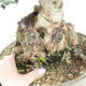 Indoor bonsai - Olea europaea sylvestris -Oliva european tiny - 2/3