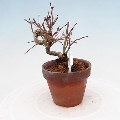 Outdoor bonsai Acer palmatum - Maple palm - 2
