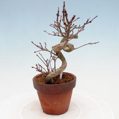 Outdoor bonsai Acer palmatum - Maple palm - 2