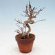 Outdoor bonsai Acer palmatum - Maple palm - 2/4