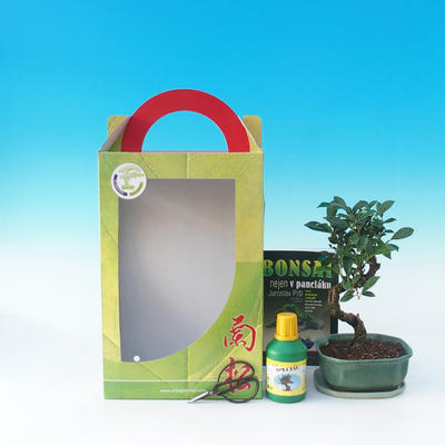 Room bonsai in a gift box, Ficus retusa - Fikus malolistý - 2