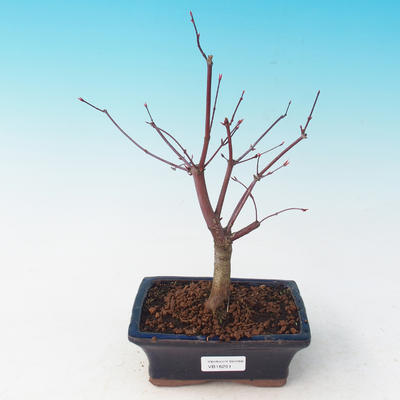 Outdoor bonsai - dlanitolistý Maple - Acer palmatum DESHOJO - 2