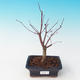 Outdoor bonsai - dlanitolistý Maple - Acer palmatum DESHOJO - 2/2