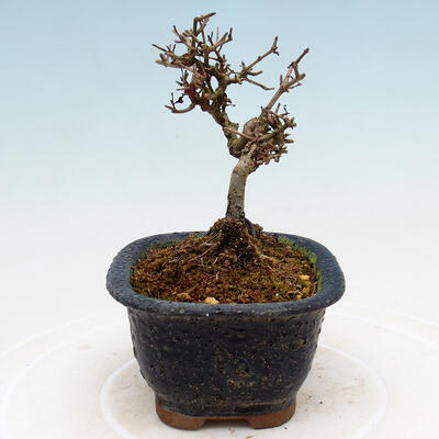 Outdoor bonsai - Ligustrum obtusifolium - Dull-leaved bird's-bill - 2
