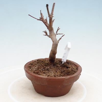 Outdoor bonsai - Maple Buergerianum - Maple Burger - 2
