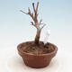 Outdoor bonsai - Maple Buergerianum - Maple Burger - 2/5
