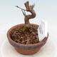 Outdoor bonsai - Maple Buergerianum - Maple Burger - 2/5