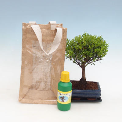 Room bonsai in a gift bag - JUTA - 2