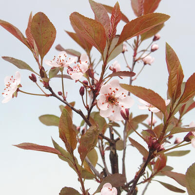 Outdoor bonsai - Prunus ceras Nigra - Plum tree - 2
