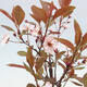 Outdoor bonsai - Prunus ceras Nigra - Plum tree - 2/2