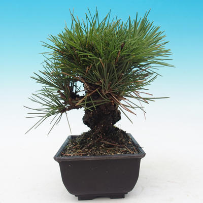 Outdoor bonsai - Pinus thunbergii corticosa - cork pine - 2