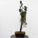 Outdoor bonsai - Taxus cuspidata - Japanese yew - 2/5