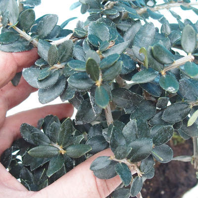 Room bonsai - Olea europaea sylvestris -Oliva European drobnolistá - 2