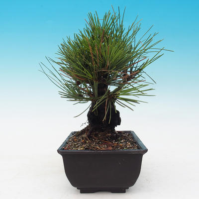 Outdoor bonsai - Pinus thunbergii corticosa - cork pine - 2