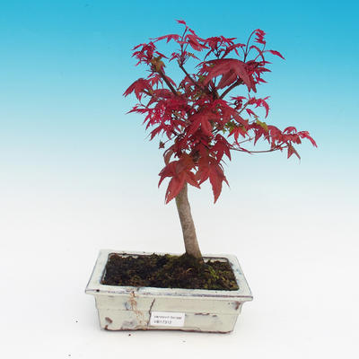 Outdoor bonsai - maple palmatum DESHOJO - Maple dlanitolistý - 2