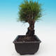 Outdoor bonsai - Pinus thunbergii corticosa - cork pine - 2/4