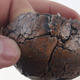 Ceramic shell 7 x 7 x 4.5 cm, color cracked - 2/3