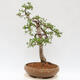 Outdoor bonsai - Larix decidua - Deciduous larch - 2/5