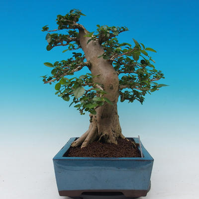 Room bonsai-PREMNA MICROPHYLLA Kozlovoň malolistá - 2