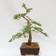 Outdoor bonsai - Larix decidua - Deciduous larch - 2/4