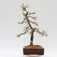 Outdoor bonsai - Larix decidua - Deciduous larch - 2/5