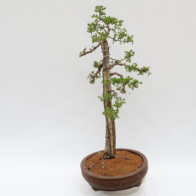 Outdoor bonsai - Larix decidua - Deciduous larch - PALLET TRANSPORT ONLY - 2