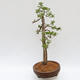 Outdoor bonsai - Larix decidua - Deciduous larch - PALLET TRANSPORT ONLY - 2/5