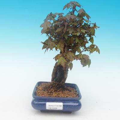 Shohin - Maple-Acer burgerianum on rock - 2