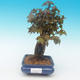 Shohin - Maple-Acer burgerianum on rock - 2/6