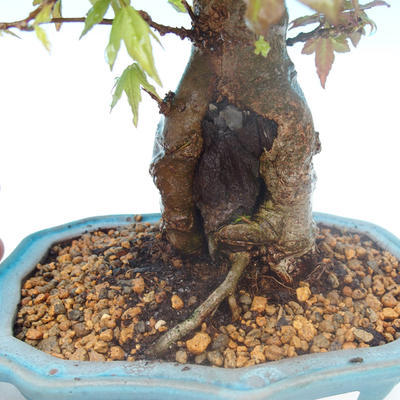 Shohin - Maple-Acer burgerianum on rock - 2