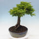 Bonsai im Freien - Acer palmatum Shishigashira - 2/6