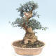 Indoor bonsai - Olea europaea sylvestris - European small-leaved olive oil - 2/6