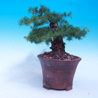Outdoor bonsai -Larix decidua - Larch deciduous - 2