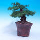 Outdoor bonsai -Larix decidua - Larch deciduous - 2/6