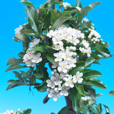 Outdoor Bonsai-Pyracant Teton -Flower VB2020-106 - 2