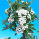 Outdoor Bonsai-Pyracant Teton -Flower VB2020-105 - 2/2