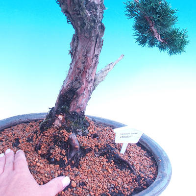 Outdoor bonsai Juniperus-chinenssis-Chinese juniper - 2