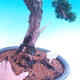 Outdoor bonsai Juniperus-chinenssis-Chinese juniper - 2/3