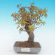 Shohin - Maple-Acer palmatum - 2/6