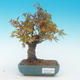 Shohin - Maple-Acer palmatum - 2/6