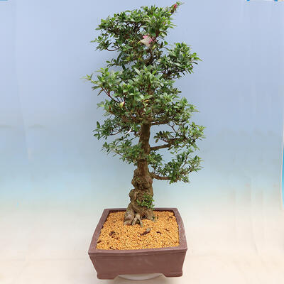Outdoor bonsai - Japanese azalea SATSUKI- Azalea BYAKUREN - 2