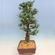 Outdoor bonsai - Japanese azalea SATSUKI- Azalea BYAKUREN - 2/6